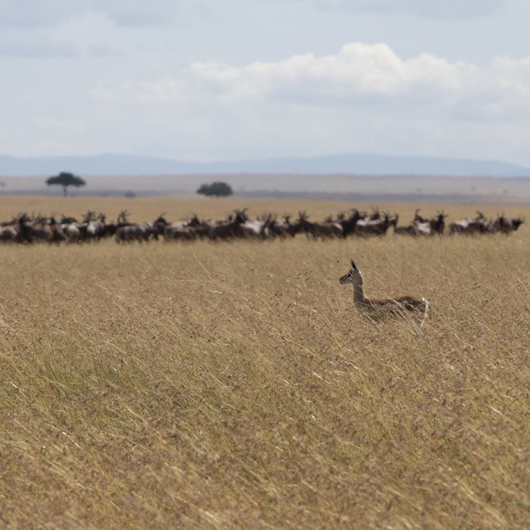 A lone animal is wandering off into the distance to find its pack.