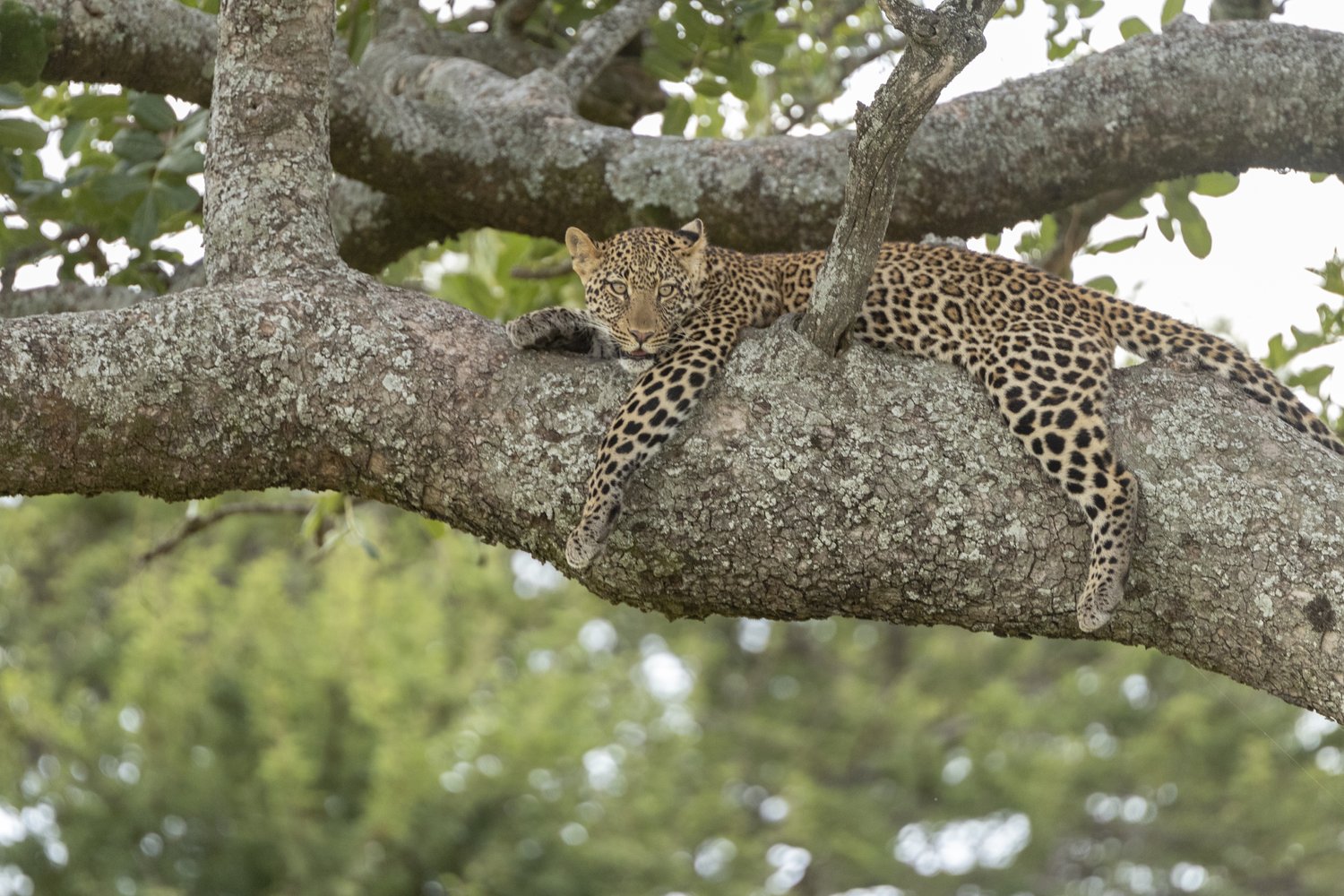 A leopard is glaring at the camera in both confusion and anger.