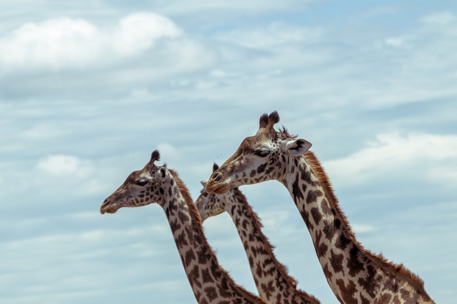A few giraffes are looking for the next water source.