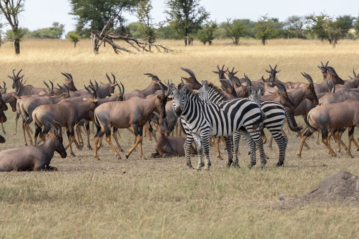A zebra has a glaze at the other animal pack.