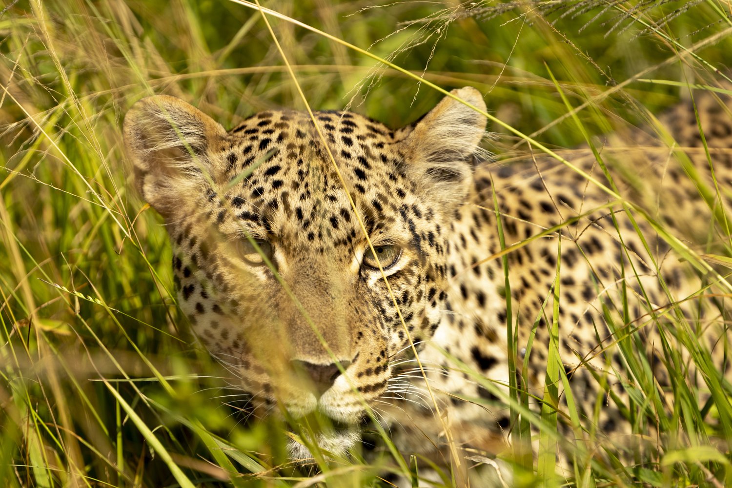 A leopard is looking in cover for any pray it can catch.