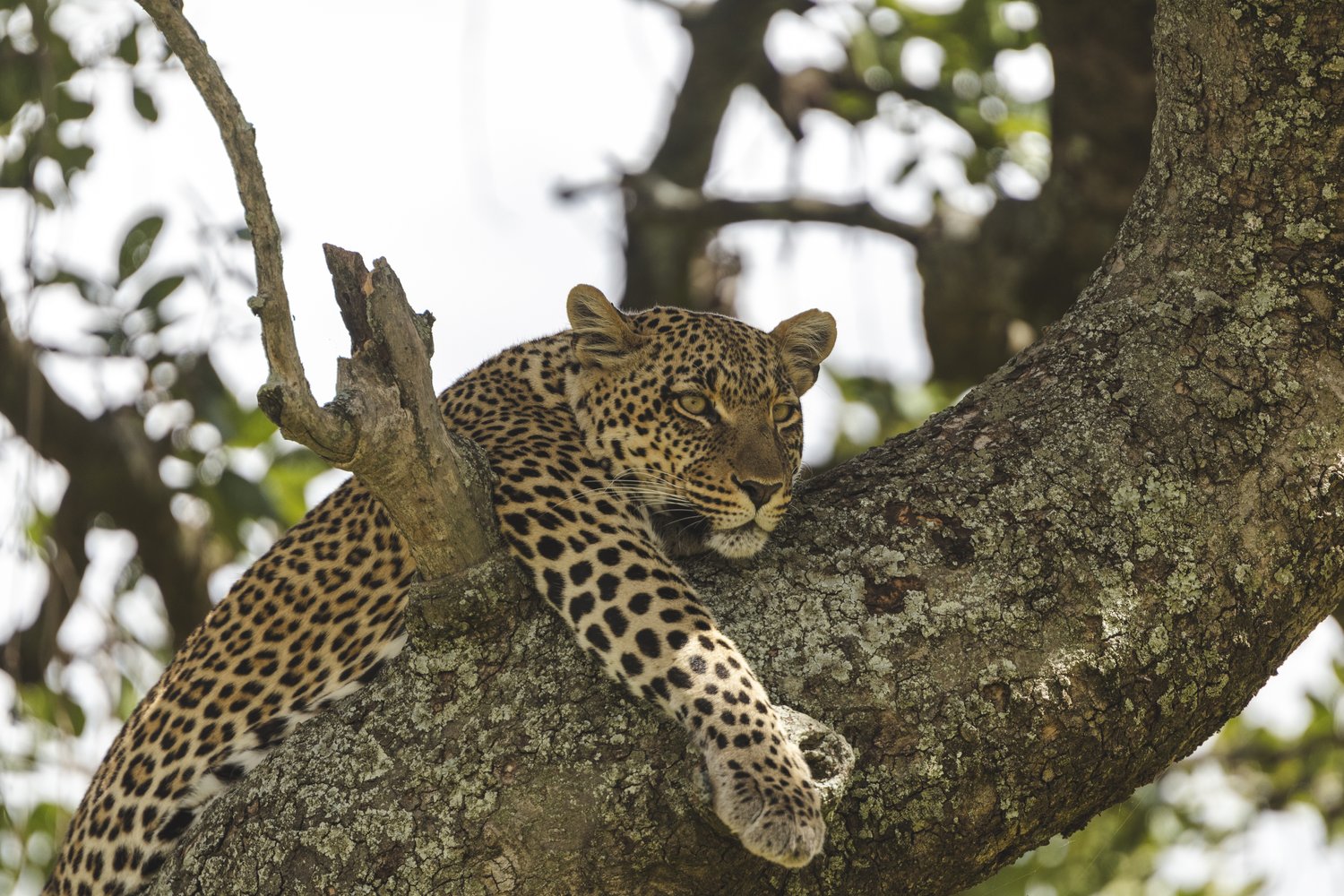 A leopard is posing out into the distance for food.